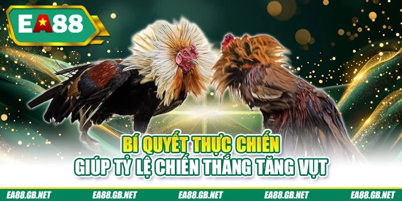 Bí quyết thực chiến giúp tỷ lệ chiến thắng tăng vụt