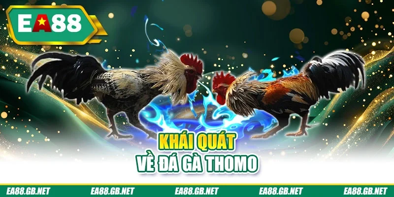 Đá Gà Thomo - Khám Phá Nhiều Trận Đấu Kịch Tính, Hấp Dẫn 1 Khái quát về đá gà thomo