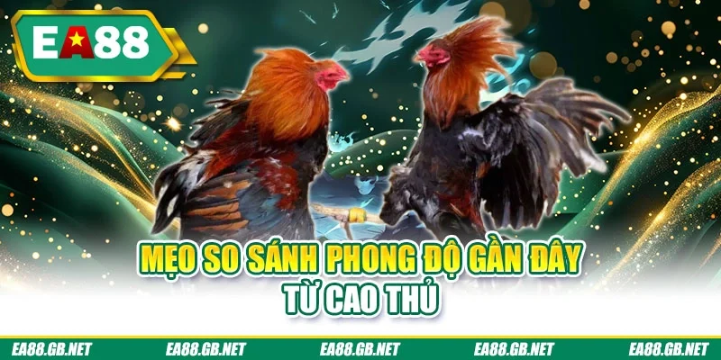 Đá Gà Thomo - Khám Phá Nhiều Trận Đấu Kịch Tính, Hấp Dẫn 3 Mẹo so sánh phong độ gần đây từ cao thủ
