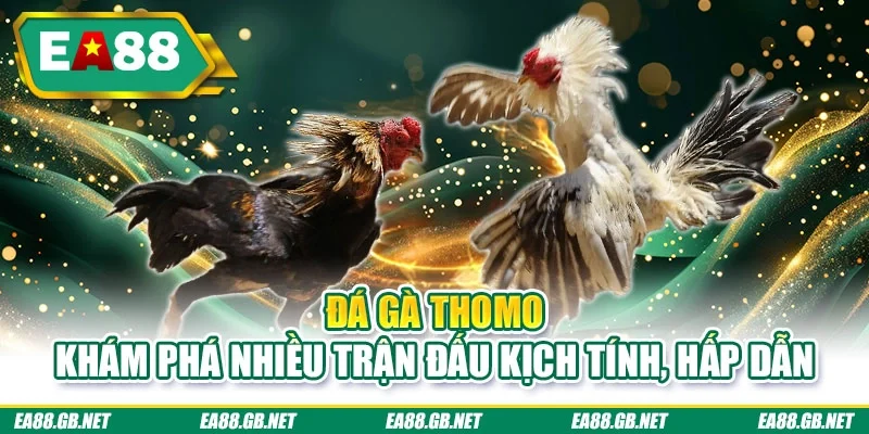 Đá gà thomo
