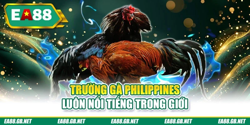 Trường gà Philippines luôn nổi tiếng trong giới