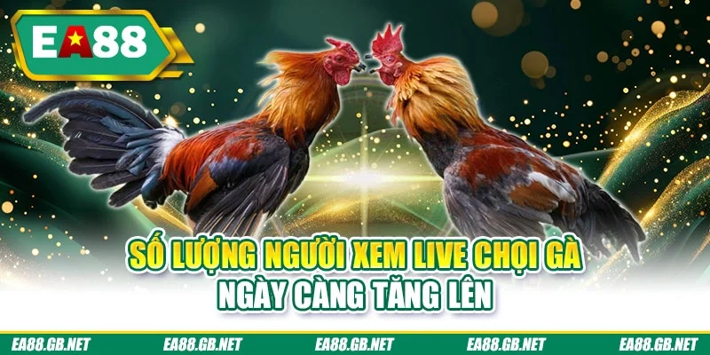 Số lượng người xem live chọi gà ngày càng tăng lên