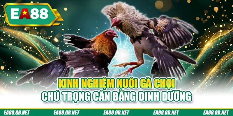 Kinh Nghiệm Nuôi Gà Chọi – Bí Quyết Thực Tiễn Từ EA88 2 Kinh nghiệm nuôi gà chọi chú trọng cân bằng dinh dưỡng