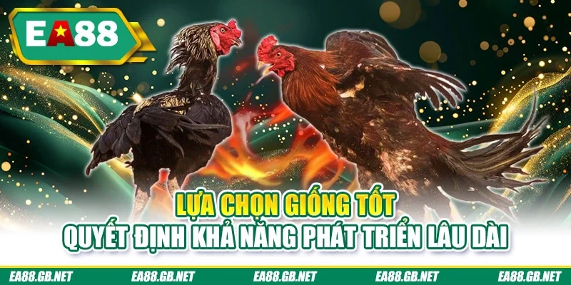 Kinh Nghiệm Nuôi Gà Chọi – Bí Quyết Thực Tiễn Từ EA88 1 Lựa chọn giống tốt quyết định khả năng phát triển lâu dài