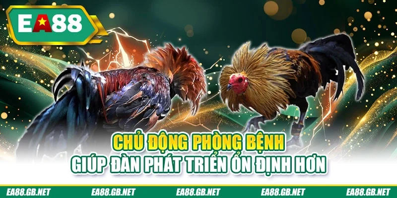 Kinh Nghiệm Nuôi Gà Chọi – Bí Quyết Thực Tiễn Từ EA88 3 Chủ động phòng bệnh giúp đàn phát triển ổn định hơn